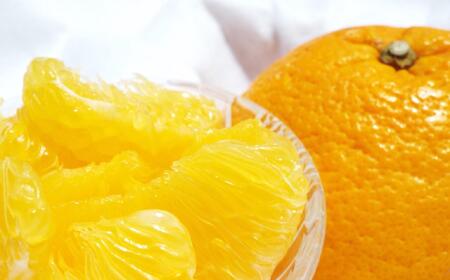 ★2026年3月下旬より発送★ こだわりの和歌山有田産木成り完熟八朔「さつき」 約5kg M~2Lサイズおまかせ