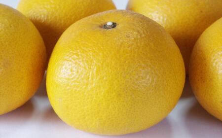 ★2026年3月下旬より発送★ こだわりの和歌山有田産木成り完熟八朔「さつき」 約5kg M~2Lサイズおまかせ