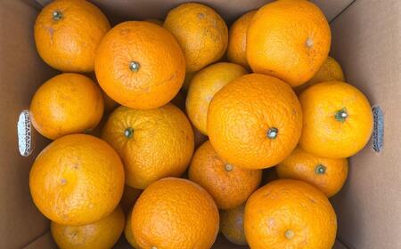 ★2026年3月下旬より発送★ ご家庭用 こだわりの和歌山有田産木成り熟成さつき八朔 約5kg サイズ混合