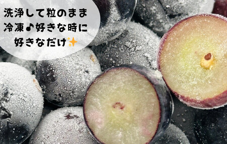 冷凍 種あり 巨峰 約500g 秀優混合 サイズミックス 和歌山県産 産地直送 ぶどう クール便  【みかんの会】  巨峰
