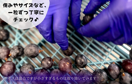 冷凍 種あり 巨峰 約1kg 秀優混合 サイズミックス 和歌山県産 産地直送 ぶどう クール便 【みかんの会】 巨峰