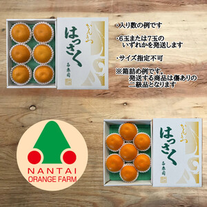 ちょっと 傷あり 木成完熟 紅はっさく 3L × 6玉 または 2L × 7玉 サイズ 化粧箱【2026年4月上旬～発送】