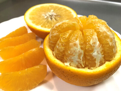 ちょっと 傷あり 木成完熟 紅はっさく 3L × 6玉 または 2L × 7玉 サイズ 化粧箱【2026年4月上旬～発送】