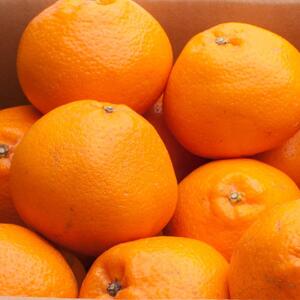 ［先行予約］厳選 はるみ7.5kg+250g（傷み補償分）［デコポンの姉妹品種・新食感春みかん］［光センサー選別］