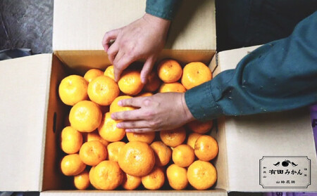 有田みかん 約3kg みかん 家庭用 訳あり