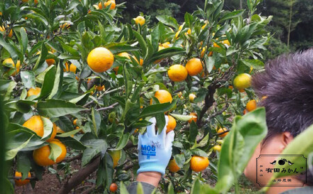 有田みかん 約3kg みかん 家庭用 訳あり