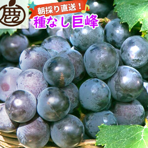 ［先行予約］巨峰 約3kg［朝採り］［葡萄・ぶどう］［種なしブドウ］［フルーツ・果物］［2026年8月下旬頃から順次発送］