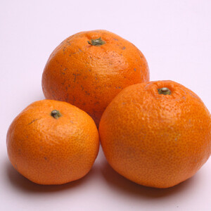 家庭用 有田みかん定期便 約2.5kg 全3回 10月・11月・12月発送