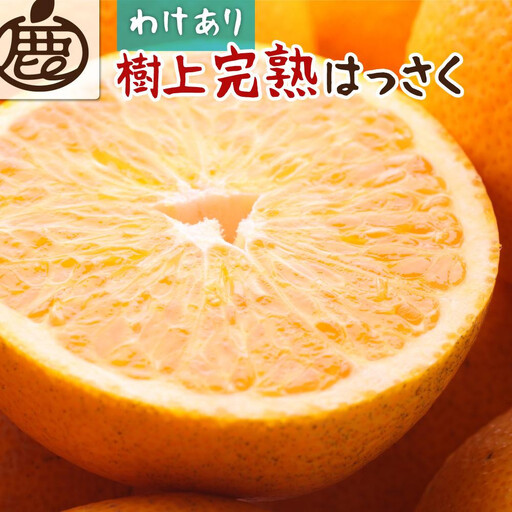 ［先行予約］家庭用 樹上完熟はっさく10kg+250g（傷み補償分）［有田の春みかん・五月八朔・木生りはっさく］［光センサー選別］［訳あり・わけあり］