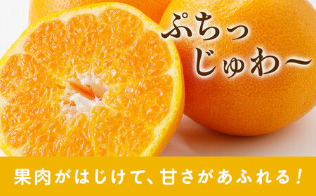 ［先行予約］厳選 はるみ10kg+250g（傷み補償分）［デコポンの姉妹品種・新食感春みかん］
