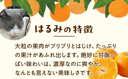 ［先行予約］家庭用 はるみ10kg+250g（傷み補償分）［デコポンの姉妹品種・新食感春みかん］［わけあり・訳あり］