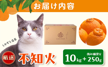 ［先行予約］厳選 不知火10kg+250g（傷み補償分）［デコポンと同品種・人気の春みかん］