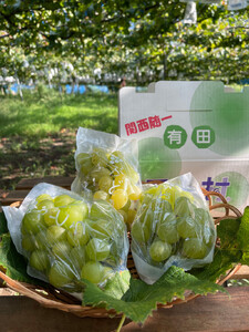 ［先行予約］和歌山 有田産 マスカットオブアレキサンドリア 約1kg 2～3房 ［2026年8月下旬より順次発送予定］