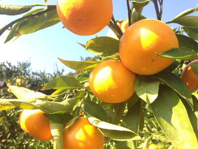 大玉有田みかん 5kg 2L・3Lサイズ