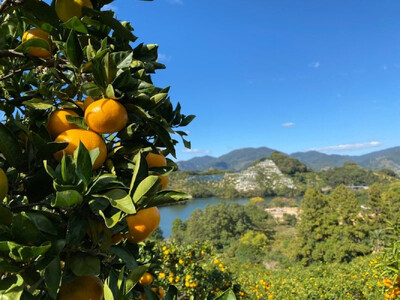 大玉有田みかん 10kg 2L・3Lサイズ