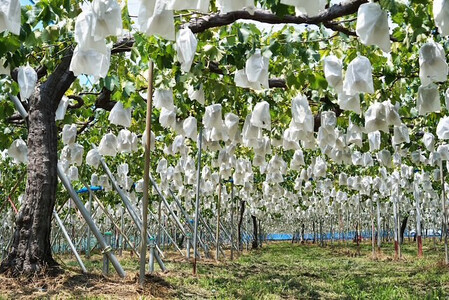 【先行予約】有田巨峰村三木と園のあま～いジューシー！ 種あり 藤稔（ふじみのり）2kg(4〜6房)