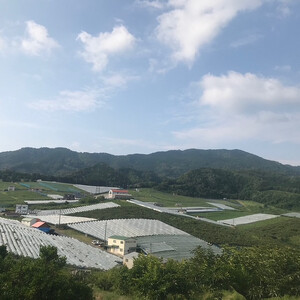 【先行予約】有田巨峰村三木と園のあま～いジューシー！ 種あり 藤稔（ふじみのり）2kg(4〜6房)