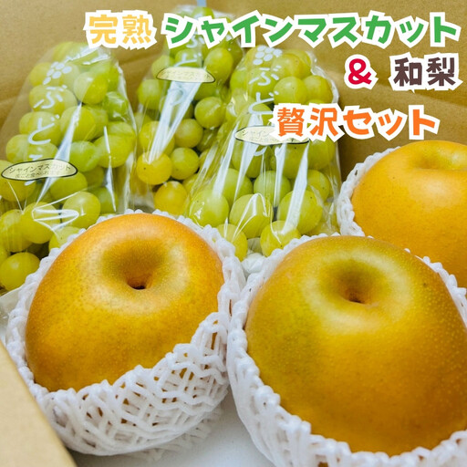 ［先行予約・2026年発送］朝採れ完熟シャインマスカットと和梨 贅沢セット 約3kg