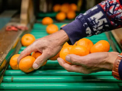手が止まらない 訳あり 有田みかん 約3kg 大きさ無選別(2S〜3L) 糖度11度以上 鳴川農園
