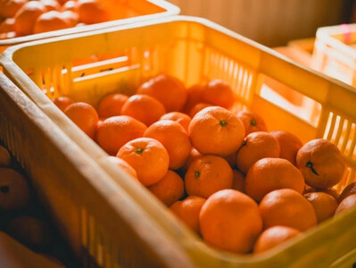 手が止まらない 訳あり 有田みかん 約3kg 大きさ無選別(2S〜3L) 糖度11度以上 鳴川農園