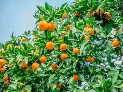 手が止まらない 訳あり 有田みかん 約3kg 大きさ無選別(2S〜3L) 糖度11度以上 鳴川農園