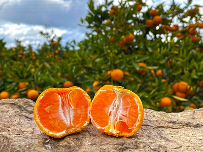 【ふるなびWEEK対象】有田みかん 小玉ちゃん 等級混合 2.2kg 小玉2S~4Sサイズ混合 和歌山 南泰園 みかん FN-Limited-PR