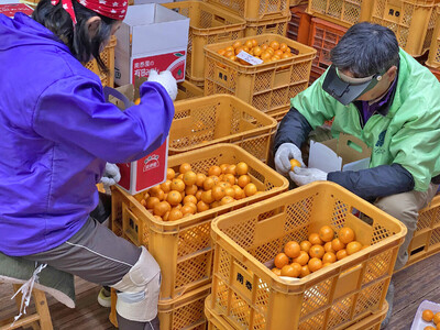 【ふるなびWEEK対象】有田みかん 小玉ちゃん 等級混合 2.2kg 小玉2S~4Sサイズ混合 和歌山 南泰園 みかん FN-Limited-PR