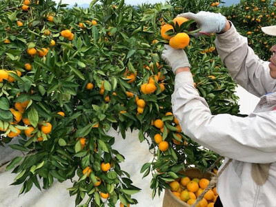 定期便 先行受付 2026年 10月発送スタート 有田みかん 食べくらべ 3種 特秀 各 3kg コース 全3回 南泰園