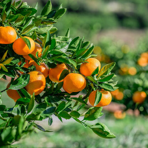 nalu juice 有田みかん 250ml × 12本 セット 鳴川農園