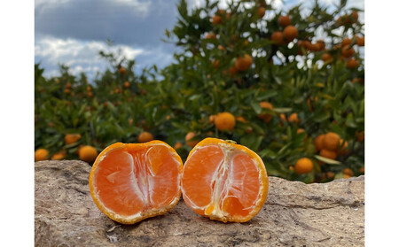1月発送 等級混合 有田みかん M ~ SS以下 サイズ 約1.6kg 南泰園 和歌山 有田 みかん