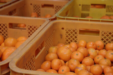 数量限定 有田みかんの産地から届く 果汁100%! 搾りたての柑橘ジュース 180ml×24本