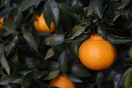 数量限定 有田みかんの産地から届く 果汁100%! 搾りたての柑橘ジュース 180ml×24本