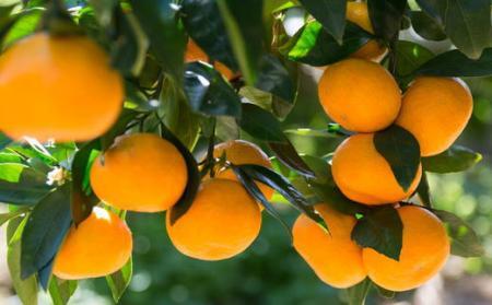 [秀品]和歌山有田みかん5kg (S～Lサイズおまかせ) ★2026年11月中旬頃より順次発送