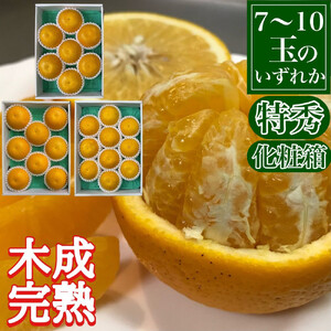 定期便 春に楽しむ ハウス せとか ＆ 木成 完熟 有田 はっさく 特秀 セット 全2回 南泰園