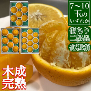 定期便 春に楽しむ ハウス せとか ＆ 木成 完熟 有田 はっさく 傷あり 二級品 セット 全2回 南泰園