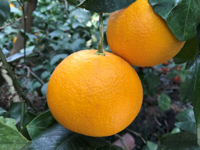 定期便 春に楽しむ ハウス せとか ＆ 木成 完熟 有田 はっさく 傷あり 二級品 小箱セット 全2回 南泰園