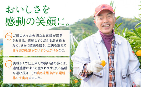 訳あり 春峰 2.5kg M～2Lサイズおまかせ 高石垣ファーム