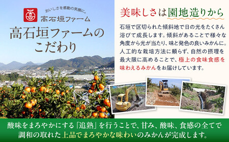 訳あり はるか 4.5kg M～2Lサイズおまかせ 高石垣ファーム