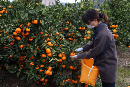 12/24までにご入金確認分は年内発送確定！きれいな温州みかん 寄贈用にお勧め 箱込み 約20kg (S～Lサイズ混合)