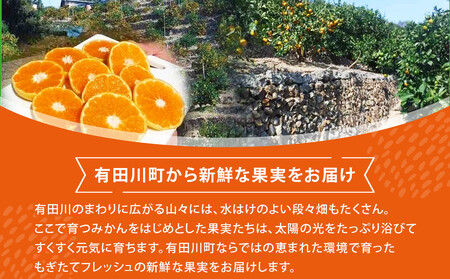 不知火(しらぬい) オレンジ みかん 訳あり 2kg サイズ混合