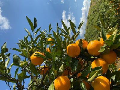 【みかんジュース】有田の恵み720ml×2本