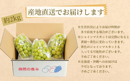 農家直送 朝採り シャインマスカット  約2kg［2026年・先行予約］