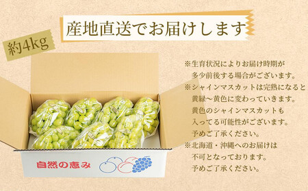 農家直送 朝採り シャインマスカット 約4kg［2026年・先行予約］