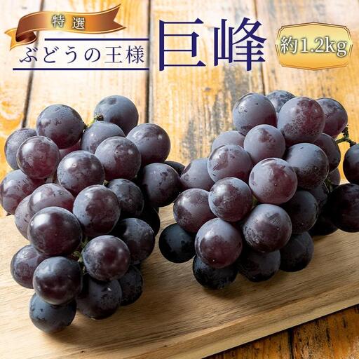 ぶどうの王様 農家直送 朝採り 濃厚 巨峰 約1.2kg［2026年・先行予約］ 巨峰
