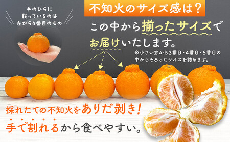 不知火 (しらぬい) 秀品 玉ぞろい 箱込 2.5kg (内容量約2.3kg)  和歌山県産 産地直送［みかんの会］