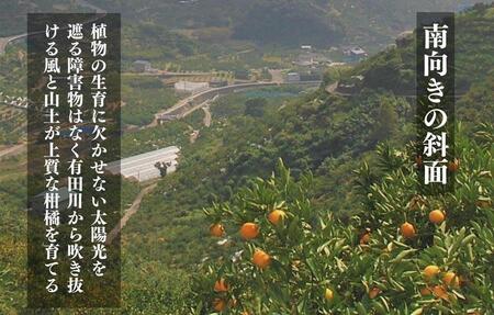 不知火 古豪の産地 田口の不知火 7玉木箱入 特選品 産地直送 贈答用 数量限定［みかんの会］