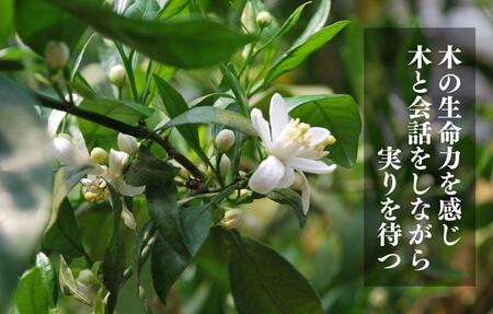 不知火 古豪の産地 田口の不知火 7玉木箱入 特選品 産地直送 贈答用 数量限定［みかんの会］