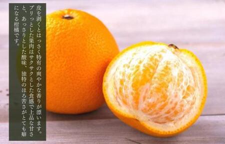 八朔 (はっさく)  玉ぞろい 箱込 2.5kg(内容量約 2.3kg) 2L L Mサイズのいずれか 秀品 優品 混合和歌山県産  産地直送［おまけ付き］［みかんの会］