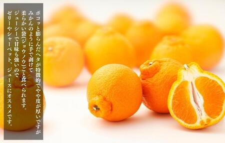 不知火 (しらぬい) 秀品 玉ぞろい 箱込 10kg (内容量約9.2kg)  和歌山県産 産地直送［みかんの会］