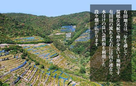 不知火 (しらぬい) 秀品 玉ぞろい 箱込 10kg (内容量約9.2kg)  和歌山県産 産地直送［みかんの会］